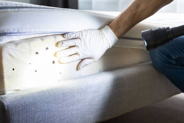 Best Mosquito Control Services  in Falfurrias, TX